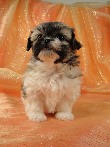 Female Shih tzu Bichon teddy bear puppy for sale #26 Born January 9th, 2012